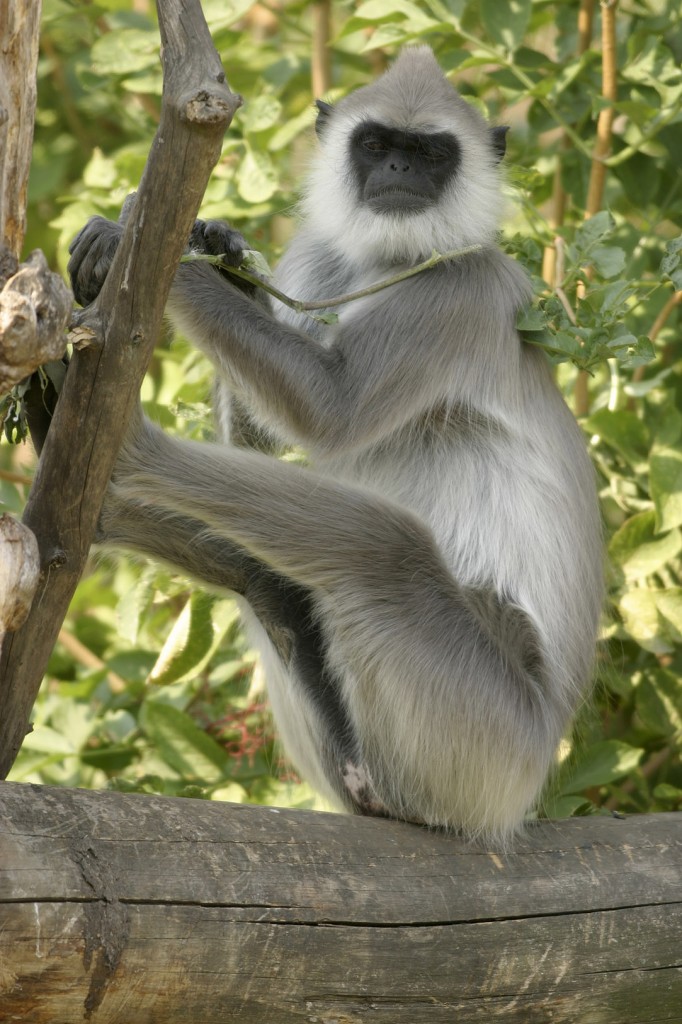 http://kokos.net.au/wp-content/uploads/2012/06/The-Hanuman-Langur-monkey-682x1024.jpg